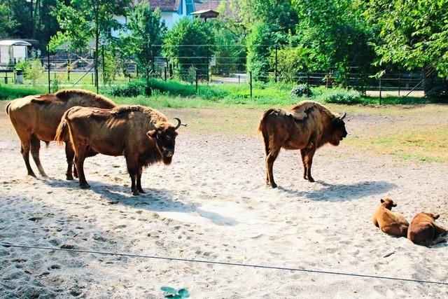 Der Tierpark Lange Erlen in Basel sucht Namen und Paten fr junge Wisente