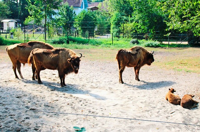 Behtet und umsorgt werden die beiden jungen Wisente in der Herde.  | Foto: Rolf Reimann