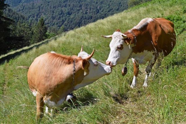 Versiegte Quellen: Wie das Weidevieh am Belchen knftig mit Wasser versorgt werden soll