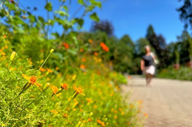 Der Kurpark ldt mit Schatten und Blumen zum Spaziergang.  | Foto: Frank Schoch