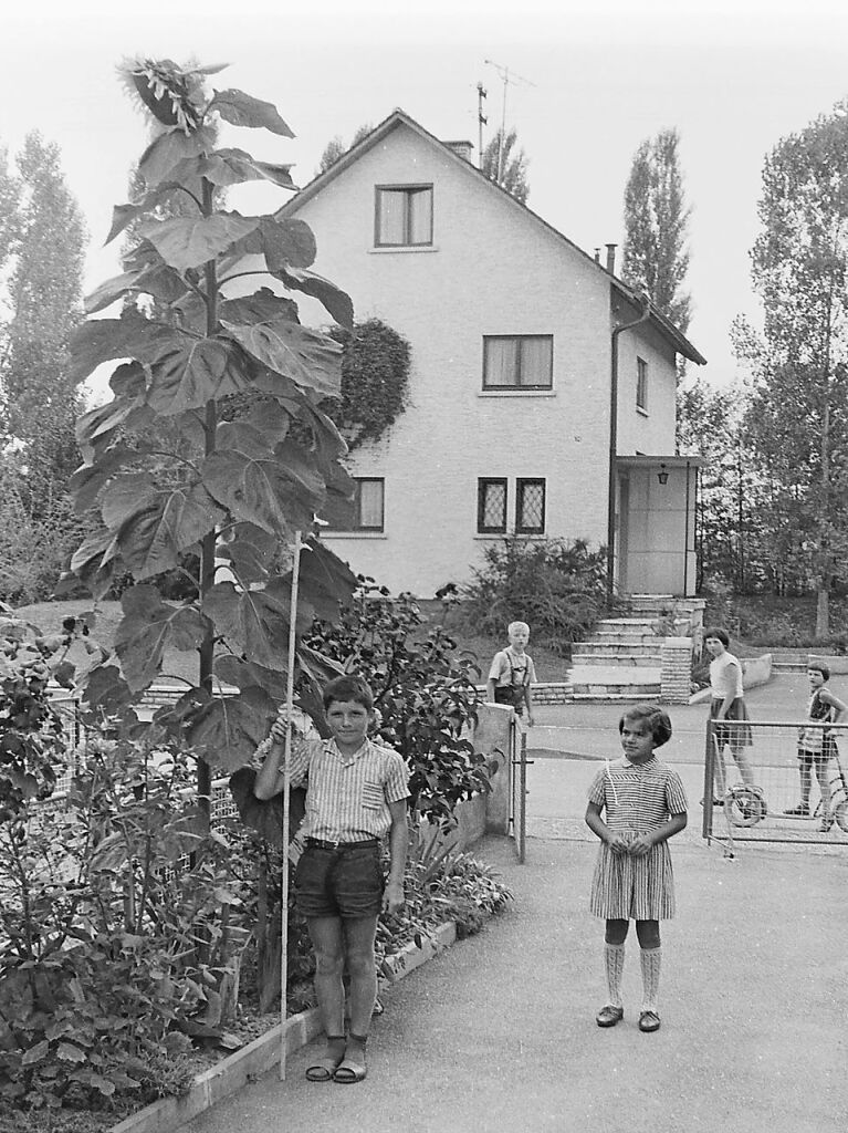 Dieses Bild des ehemaligen BZ-Redakteurs aus dem Jahr 1964 war Anlass, unsere Leserinnen und Leser zu bitten, uns Fotos ihrer Gartengiganten zu schicken. Und schn dabei: Christa Nietzel schreibt, dass es sich hier um ihren Bruder Gerd Olschewski handelt. Danke fr die Rckmeldung. Senden auch Sie uns Fotos ihrer Gartenriesen an redaktion.emmendingen@badische-zeitung.de.