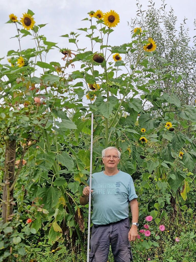 3,60 Meter hoch sind die Sonnenblumen von Siegfried Bergmann bereits. Vielleicht geht ja noch was nach oben?