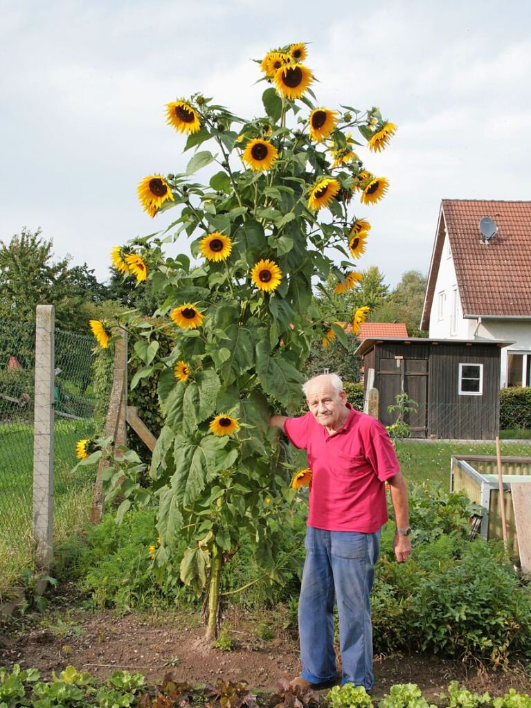 Stolz auf seine Sonnenblume ist Werner Meng, der sich von Tochter Roswitha Schillinger aufnehmen lie.