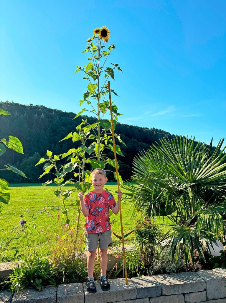 Im Garten von Jutta Zwigart in Sexau straht der fnfjhrige Ennio Zwigart wird mit der Sonnenblume um die Wette.