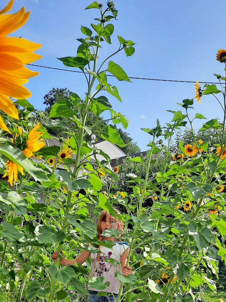 So gro und stark sind die Blumen von Heike Eschbach, dass sich ihre Tochter daran festhalten kann.