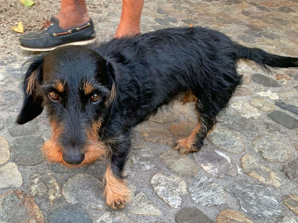 Mhlenhofhund mit Dackelblick