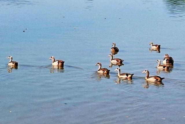 Beispiel Grenzach-Wyhlen: Werden Nilgnse am Rhein zur Plage?