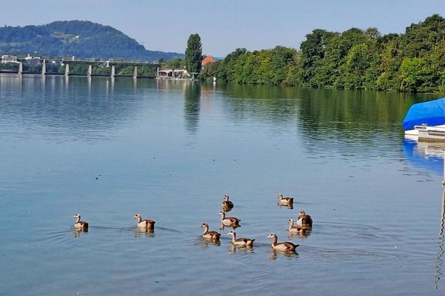 Die Nilganspopulation am Rhein bei Grenzach-Wyhlen wird fr manche zum Problem.  | Foto: Heinz und Monika Vollmar