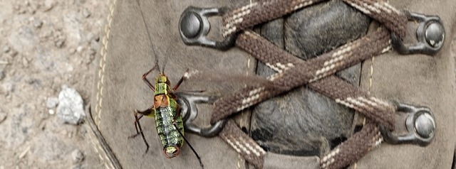 Die Laubholz-Sbelschrecke hat sich auf einem Wanderschuh niedergelassen.   | Foto: Ute Maier