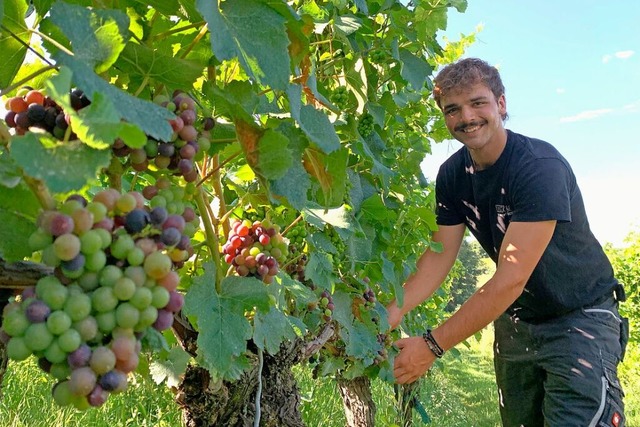 Winzer Connor Klein in den Reben der S...ck wachsen vor allem Burgundersorten.  | Foto: Simone Hhl