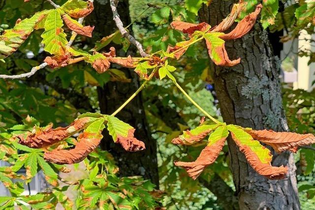 Laub im Hochsommer? Viele braune Kastanienbltter in Baden-Wrttemberg