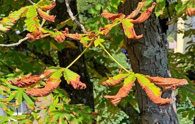 Freiburg im Breisgau: Der Baum verlier...Biergartenmotte bekannt, befallen ist.  | Foto: Valentin Gensch (dpa)