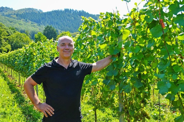 Winzer Peter Landmann inmitten seiner Reben am Staufener Schlossberg  | Foto: Gabriele Hennicke