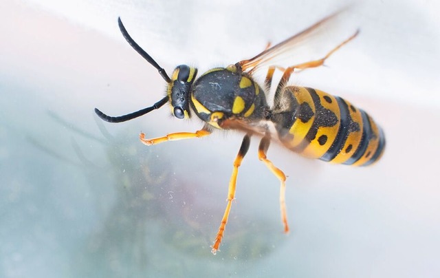 Wespen zhlen zu den Insekten, an denen viele Menschen keine groe Freude haben.  | Foto: Julian Stratenschulte (dpa)