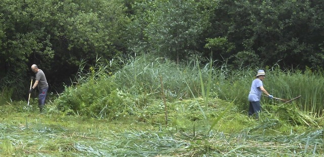 Freiwillige Helfer beim Einsatz auf der grnen Wiese  | Foto: BUND Hohberg