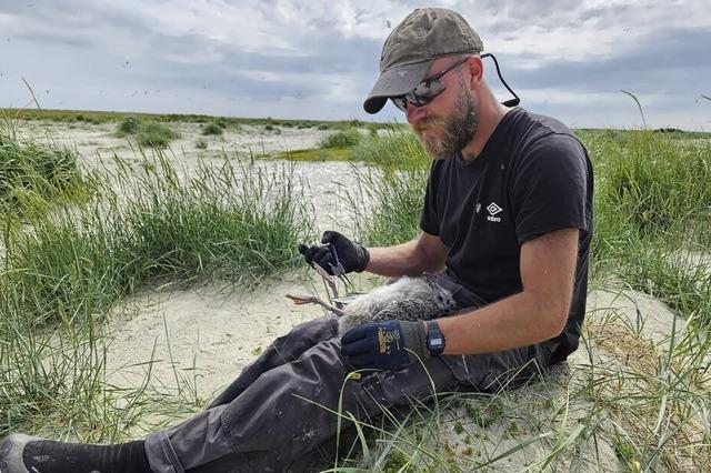 Freiburger Vogelwart auf einsamer Nordsee-Insel: "Robinson hatte es schwerer"