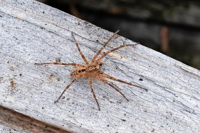 Experte: Nosferatu-Spinne nun in Baden-Wrttemberg heimisch