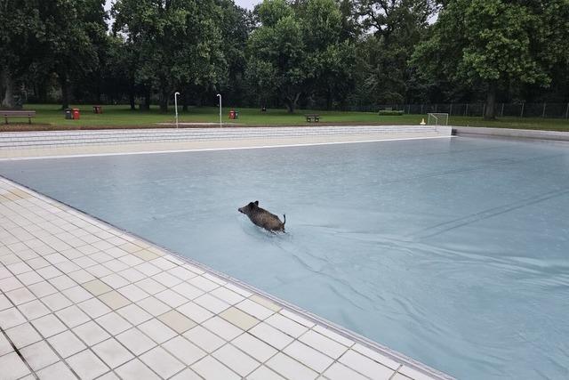 In einem Karlsruher Freibad werden Wildschweine zu Wasserratten