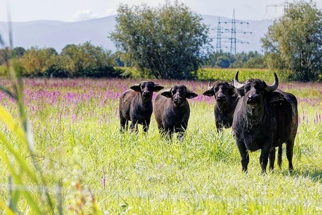 Wie Wasserbffel in Riegel kleinen Vgeln helfen sollen