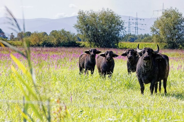 Vier Wasserbffel leben seit rund vier...kts des Regierungsprsidiums Freiburg.  | Foto: Ruth Seitz-Wendel