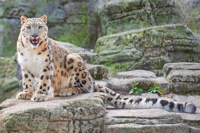 Scheuer Jger aus zentralasiatischen Gebirgen: der Schneeleopard  | Foto: Zoo Basel