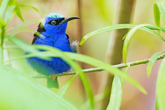 Leuchtender Juwel: der Trkisnaschvogel  | Foto: Zoo Basel