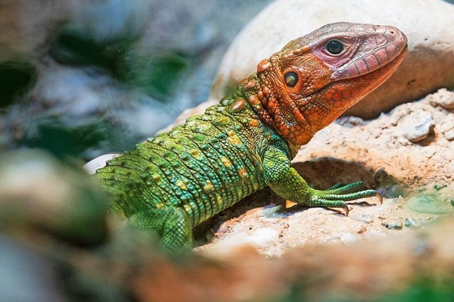 Haben Sie schon einmal einen Krokodilteju gesehen?  | Foto: Zoo Basel