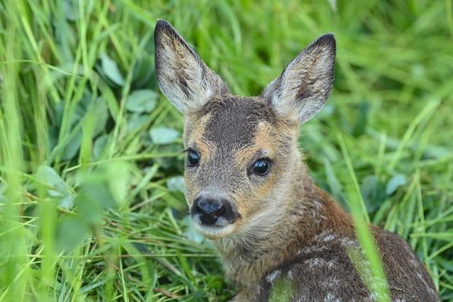 Spaziergnger am Zeller Blauen wollen beobachtet haben, wie ein Wolf ein Rehkitz riss