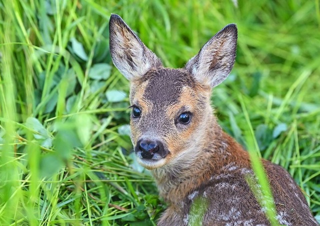 Am Zeller Blauen soll ein Rehkitz von ...olf gerissen worden sein (Symbolfoto).  | Foto: Patrick Pleul (dpa)