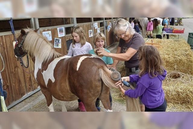 Kurzurlaub auf dem Ponyhof