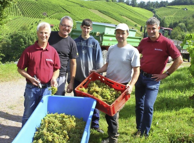 Start in die Weinlese:  Siegfried Kief...t,  Thomas Wenkert und  Georg Lehmann.  | Foto: Gisela Fischer