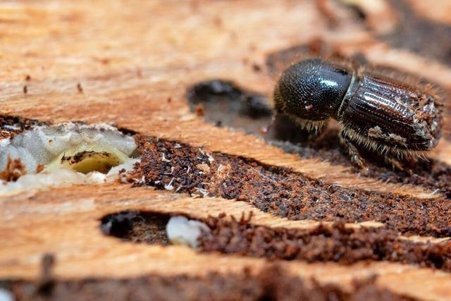 Wegen des Borkenkfers mssen in Lrrach-Hauingen viele Bume gefllt werden