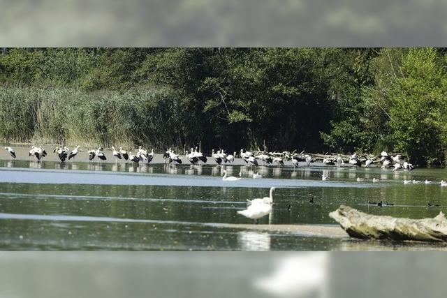 Viele Strche machen an der Wehramndung halt