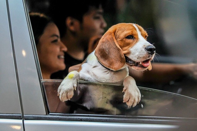 Urlaub mit Hund ist im Hochschwarzwald sehr gefragt.  | Foto: Rouelle Umali (dpa)