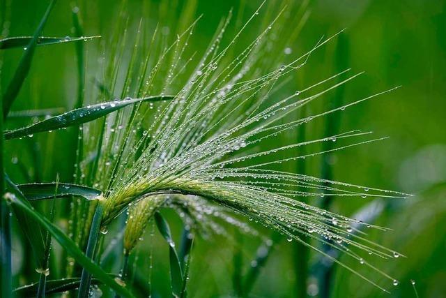 Regen bremst Getreidebauern in Sdbaden aus