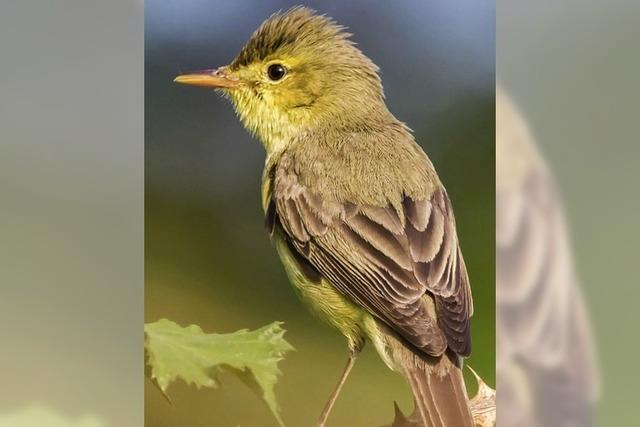 Ein Refugium fr stark bedrohte Vogelarten