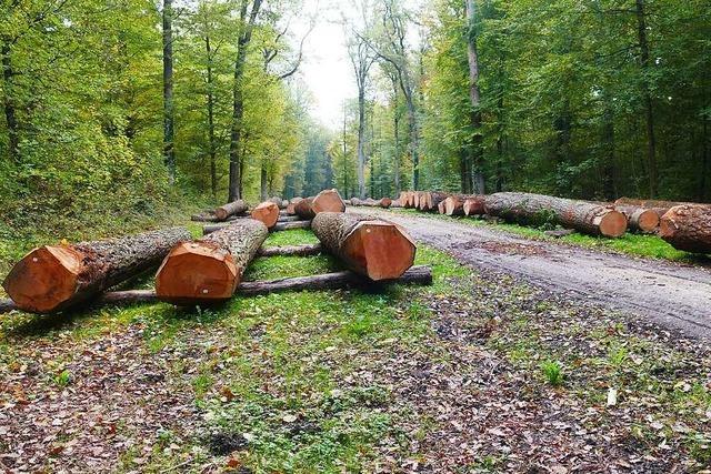 Efringen-Kirchen freut sich ber ein Plus von 300.000 Euro beim Holzverkauf