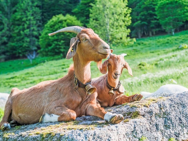 Die Zicklein-Wochen im Biosphrengebiet Schwarzwald beginnen bald.  | Foto: christoph eberle