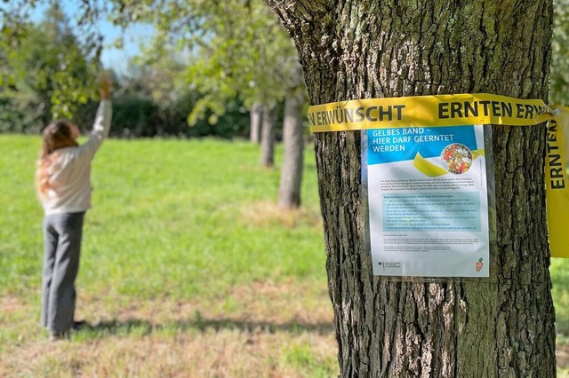 Ernten erwnscht: Die Stadt Lrrach l...n ihrer Streuobstbume in Stetten ein.  | Foto: Stadt Lrrach/Miriam Drewke