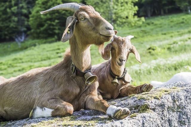 Im Biophrengebiet starten die Zicklein-Wochen