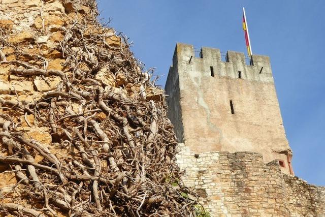 Naturschutz und Erhalt der Burg Rtteln in Lrrach in Einklang zubringen, ist eine Gratwanderung