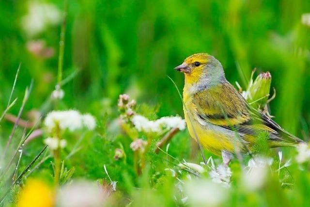 Was macht das Vogelschutzgebiet Sdschwarzwald besonders?