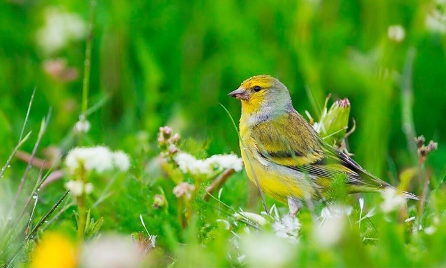 Derzeit gibt es im  Vogelschutzgebiet ...utpaare des bedrohten Zitronenzeisigs.  | Foto: Frank Wichmann/Regierungsprsidium Freiburg