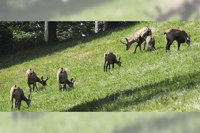 Gmse in freier Natur