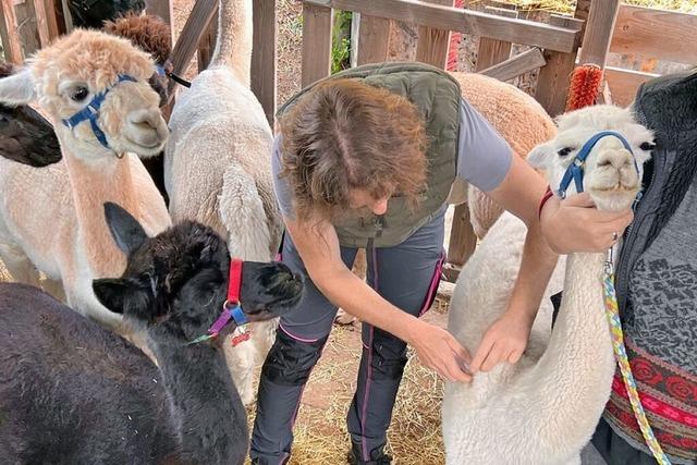 Im Kleinen Wiesental werden Alpakas gegen die Blauzungenkrankheit geimpft