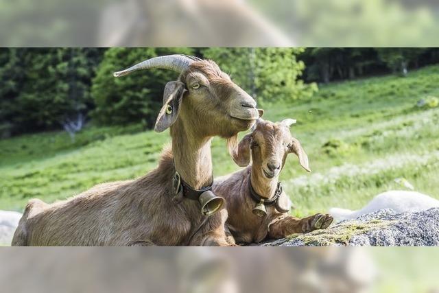 Zicklein-Wochen starten am Sonntag