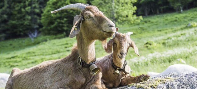 Die Ziege reguliert durch ihr Fressver...ei der Offenhaltung der Allmendweiden.  | Foto: christoph eberle