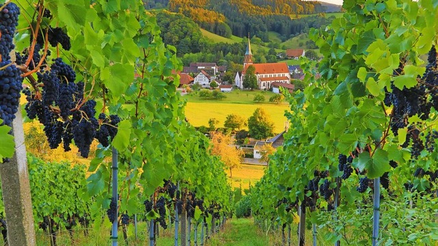 Wein und Weihwasser: Ein Blick auf die St. Blasiuskirche  | Foto: Bernhard Wrzburger