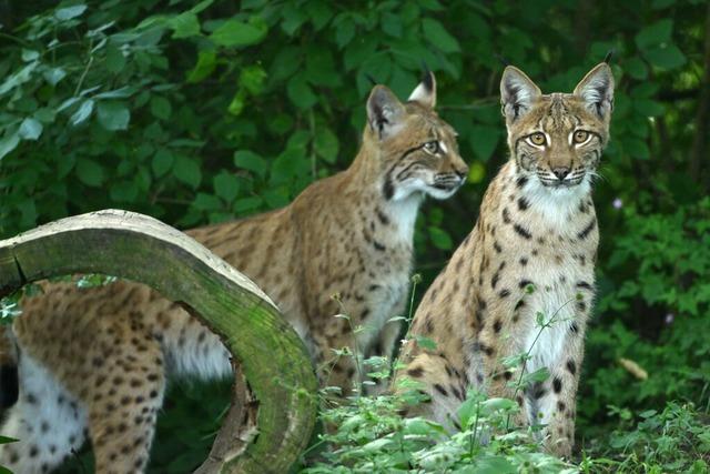 Neue Heimat fr den Nrnberger Luchs Kilian