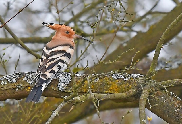 Brtet noch nicht im Taubergieen: der Wiedehopf.  | Foto: Peter Zschunke (dpa)